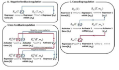 되먹임, 교차조절, 계단식조절반응 네트워크. 본 연구단은 복잡한 세포환경을 반영하는 생동적 조절 반응 네트워크에서 생성되는 생성물의 개수요동에 관한 해석적인 결과를 얻어내었다