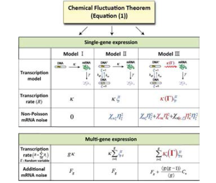 세 가지 다른 전사과정 모델에 대한 화학요동법칙(Chemical fluctuation theorem)을 적용한 결과. non-Poisson mRNA noise는 mRNA 개수의 상대분산을 mRNA 평균개수의 역수로 뺀 것을 의미하며 전사 네트워크의 구조와 네트워크를 이루는 개별 반응 동력학에 따라 민감하게 의존한다