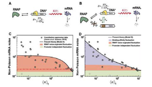 A. Model A의 모식도. RNAP와 프로모터 사이의 가역적 결합으로부터 RNAP가 프로모터에 결합하고 있을 비율은 둘 사이의 결합 친화도, K와 RNAP의 세포 내 레벨, NRp을 가지고 θ=KNRp/(1+KNRp)로서 주어진다. B. Model B의 모식도. Model a에 비해 프로모터의 상태가 동적 요동을 겪는다. 다른 한 쪽의 상태에서는 RNAP가 프로모터에 결합할 수 없다. 이 동적 요동은 K의 동적요동으로서 반영된다. C. 기존의 이론 (적색 점-대시 선)은 물론, 더 나은 결과를 주긴 하지만 Model A (검은 실선) 역시 constitutive expression data를 정량적 수준에서 설명하지 못한다. D. Model A와 달리 Model B는 정량적 수준에서 데이터를 설명한다