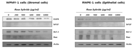 전립선세포 (간질세포, 상피세포)에서 장미 에탄올 추출물이 EGFR와 bFGF 및 Bcl-2와 Bax의 발현에 미치는 영향