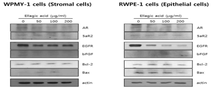 전립선세포 (간질세포와 상피세포)에서 엘라직산(ellagic acid; E.A.)이 AR,5-a R2/ EGFR, bFGF/ Bcl-2, Bax의 발현에 미치는 영향