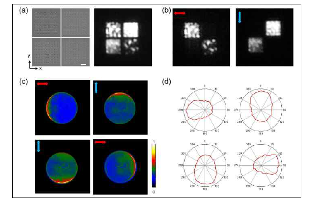 (a) 4방향 LED의 SEM 사진 및 Optical Image. (b) 각 구역별 서로 수직인 편광 빛이 나오는 것을 확인함. (c) 각 구역별 발생하는 빛의 방향성 그래프 (d) 각 구역별 발생하는 빛의 방사패턴