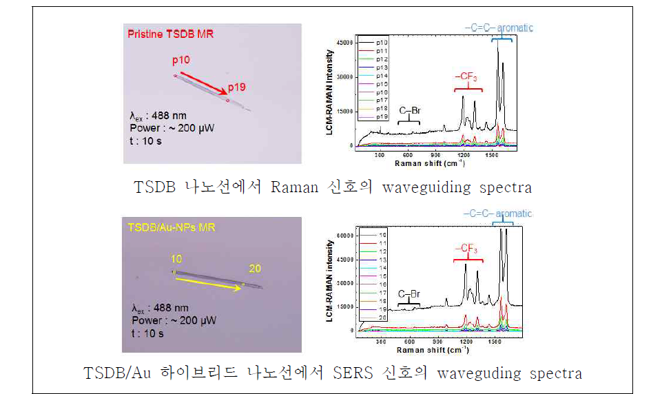 TSDB 나노선과 TSDB/Au 하이브리드 나노선에서 Raman waveguding 실험 결과: Raman과 SERS 신호의 다중모드 waveguiding 현상 확인