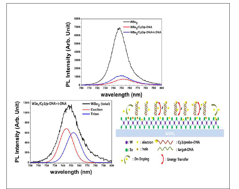 WSe2, WSe2/Cy3/p-DNA, WSe2/Cy3/p-DNA+t-DNA 하이브리드 구조체의 광발광 (PL) 특성과 energy transfer, de-doping 효과