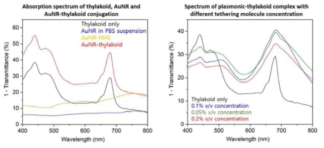 나노입자, 틸라코이드 및 플라즈모닉-틸라코이드 복합체의 광 특성 분석 및 연결분자 농도에 따른 광합성 능률 향상 분석