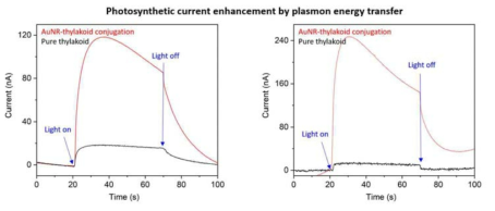 플라즈몬 에너지 전달 효과 검증을 위한 광합성 전류 측정 결과
