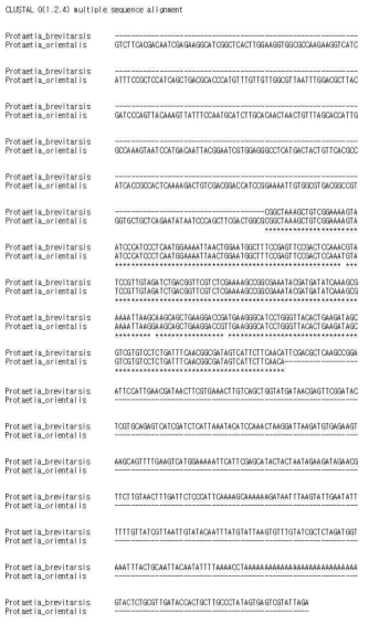 P. brevitarsis (흰점박이꽃무지) GAPDH 3’-RACE sequence와 P. orientalis (점박이꽃무지) GAPDH (Genbank(MG621113.1)의 partial sequence alignment