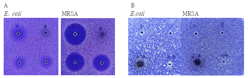 흰점박이 꽃무지 유충 혈림프 항균성. A: anti-coagulation buffer와 유충 혈림프를 1:1로 섞어서 E.coli, MRSA에 inhibition zone assay. B: 0.1M ammonium acetate(pH5)와 유충혈림프를 1:1로 섞어서 E.coli, MRSA에 inhibition zone assay