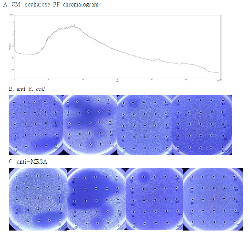 흰점박이 꽃무지 유충 동결건조 분말 추출물의 ionexchange chromatography 및 항균 성. A: CM-sepharose chromatogram. (0.1M ammonium acetate pH5~0.8M ammonium acetate pH8, 분당 1ml 분획, 280nm 모니터링). B: inhibition zone assay를 이용한 분획별 E.coli에 대한 항균활성. C: inhibition zone assay를 이용한 분획별 MRSA에 대한 항균활성