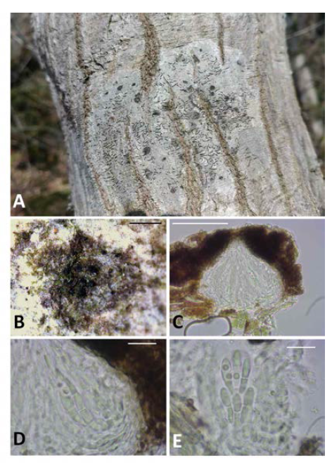 A, 지의류기생곰팡이 Stigmidium microspilum의 기주 지의류 Graphis scripta의 지의체; B, 기주지의류에 서식하는 지의류기생곰팡이 Stigmidium microspilum 자낭각; C, 자낭각의 세로단면; D, 자낭과 자낭포자; E, 8-포자를 구성하는 자낭과 1-격막의 자낭포자 (scale bars: B = 0.5 mm, C = 50 μm, D = 10 μm, E = 10 μm)