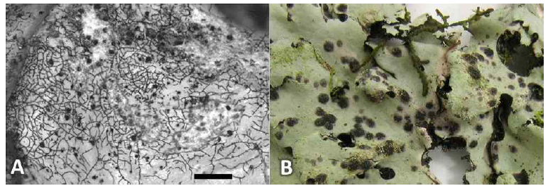 A, 지의류 숙주 Parmelia atricha 표면에 자라는 지의류기생곰팡이 (scale: 0.5 mm) ; B, 지의류 숙주 Heterodermia sp. 표면에 자라는 지의류기생곰팡이 Opegrapha melanospila