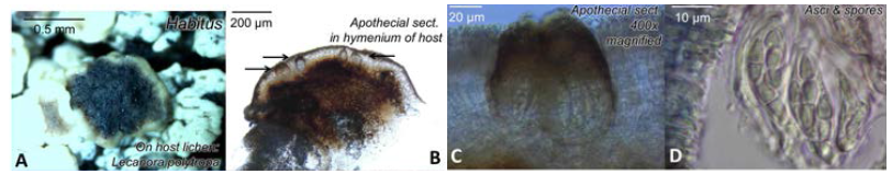 지의류기생곰팡이 Arthonia apotheciorum A, 숙주 지의류 Lecanora polytropa 자낭반에 기생 중인 지의류기생곰팡이 (지의류의 자낭반은 원래 옅은 갈색이지만 지의류기생곰팡이로 인해 검은색을 띰); B, 숙주 지의류 및 지의류기생곰팡이 자낭과의 절편 (숙주 지의류 자낭층에 기생); 지의류기생곰팡이 확대사진(x400 배율); D, 지의류기생곰팡이의 자낭 및 자낭포자 (4개, 6개의 포자 구성, 포자는 1-격막의 형태)