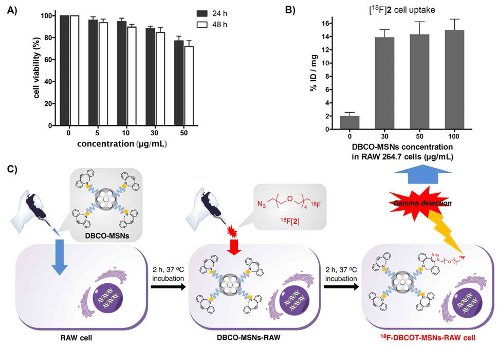 Model in vitro 18F-labeling reaction based on SPAAC in DBCO-MSNs loaded RAW 264.7 cells. (A) In vitro cell viability of RAW 264.7 cells after 24 and 48 h of incubation with different concentrations of DBCO-MSNs; (B) Uptake of 18F-Labeled azide([18F]2) into RAW 264.7 cells via 18F-labeling reaction based on SPAAC in DBCO-MSNs loaded RAW 264.7 living-cells; and (C) Its schematic procedure