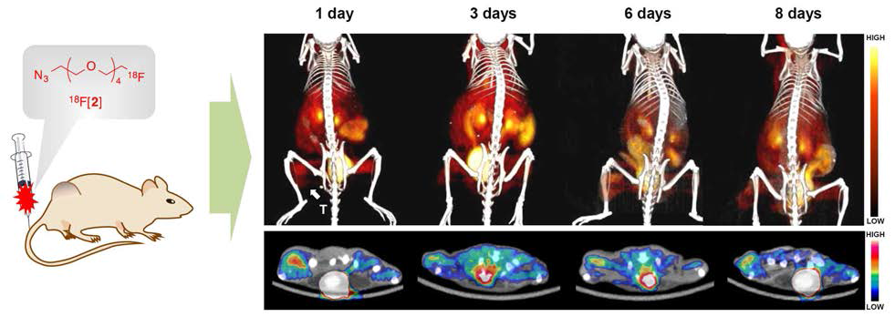 Three-dimensional reconstruction (upper) and transverse section (lower) combined PET-CT images of 18F-labeled azide ([18F]2; 11.0 MBq) in U87 MG tumor-bearing mice given only normal RAW 264.7 cells (1 × 106 cells) 1, 3, 6, or 8 days earlier. T = tumor