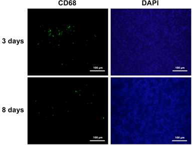 Immunofluorescence analysis for RAW 264.7 cells in tumor tissue obtained from U87 MG tumor bearing mice given DBCO-MSNs-RAW cells 3 and 8 days earlier
