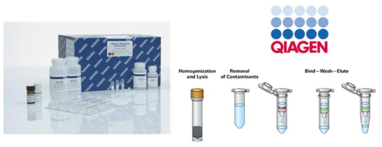 QIAGEN DNA extraction kit