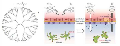 PAMAM 덴드리머 구조 (왼쪽) 및 덴드리머의 microglia 타겟팅 모식도 (오른쪽)