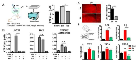 Inhibition of Evans blue in ATP release and microglia activation