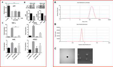 Characterization of p38 siRNA PLGA NP