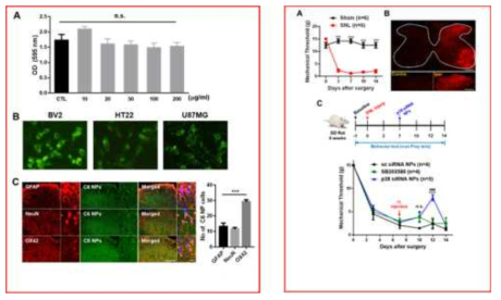 Analgesic effect and microglia specificity of p38 siRNA PLGA NP