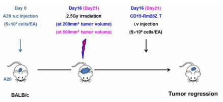 Experimental scheme of in vivo established tumor model of syngeneic hematologic malignancy