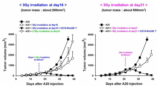 Anti-tumor effect of mCD19-Rm28Z T cell in established tumor model