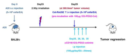 Experimental scheme of in vivo therapeutic efficacy of anti-cotinine CAR T cells in syngeneic mouse established tumor model