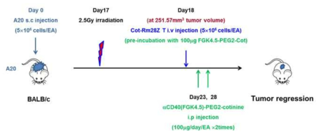 Experimental scheme of in vivo therapeutic efficacy of anti-cotinine CAR T cell plus anti-mCD40-PEG2-cotinine conjugate in syngeneic murine established tumor model