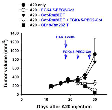 Anti-tumor effect of anti-cotinine CAR T plus FGK4.5-PEG2-cotinine in established tumor model