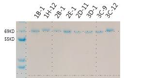 정제된 항hCD40 항체를 이용한 SDS-polyacrylamide gel 전기영동