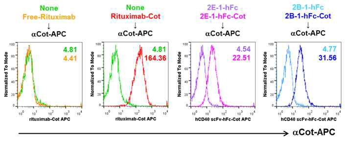 Binding of cotinine-labeled anti-hCD40 scFv-hFc Abs & rituximab to Raji cell