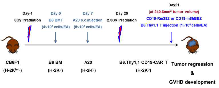 Experimental scheme of development of allogeneic GVHD model by bone marrow transplantation followed by allogeneic mCD19 CAR T transfer in immune-competent mouse tumor model