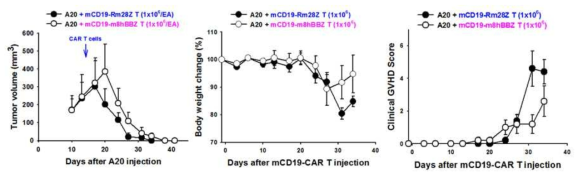 Development of GVHD by allogeneic mCD19 CAR T cell transfer in allogeneic bone marrow transplanted CB6F1 mice