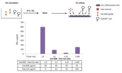 Inhibition of anti-cotinine CAR T cell activation by competitive inhibition of cotinine-conjugated anti-EDB aptide binding to LLC1 by free cotinine