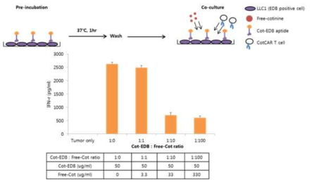 Inhibition of anti-cotinine CAR T cell activation by competitive inhibition of cotinine-conjugated anti-EDB aptide binding to anti-cotinine CAR T cell by free cotinine