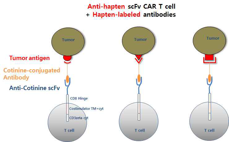 Hapten표적 CAR의 다표적기능 모식도