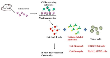 Experimental scheme of in vitro anti-cotinine CAR T activation and cytotoxicity assay