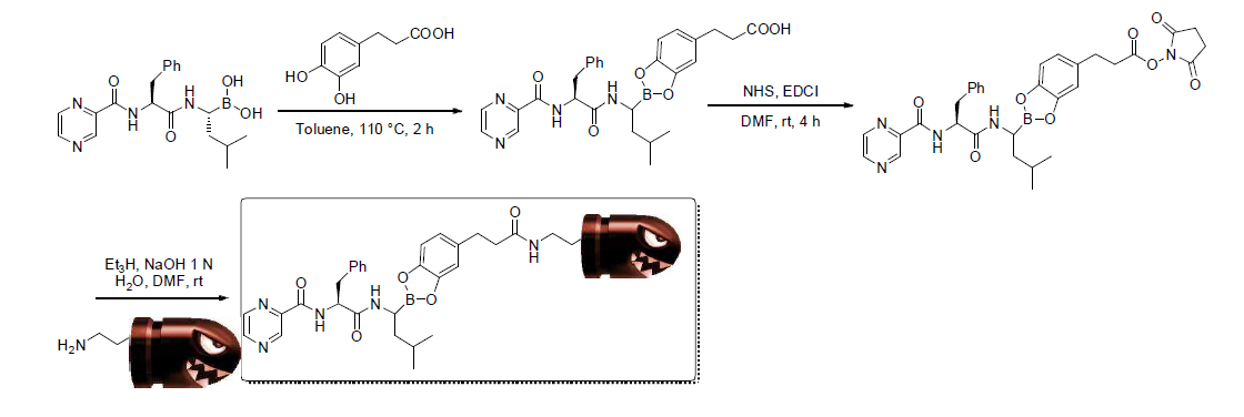 catechol boronic ester 링커 접합체 합성