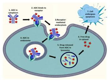 BR96-Doxorubicin ADC 약물의 작용기전