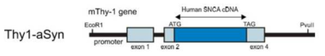 Thy-1-α-Syn (Line 61) 파킨슨병 모델에서 α-synuclein을 과발현 유전자의 형태