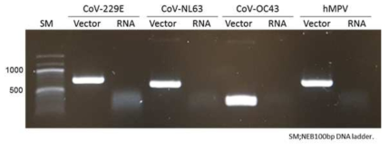 Coronavirus 합성 RNA의 oligo contamination 확인