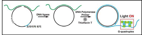Padlock probe DNA를 이용한 RCA 반응.표적 유전자 존재 시 RCA 반응진행