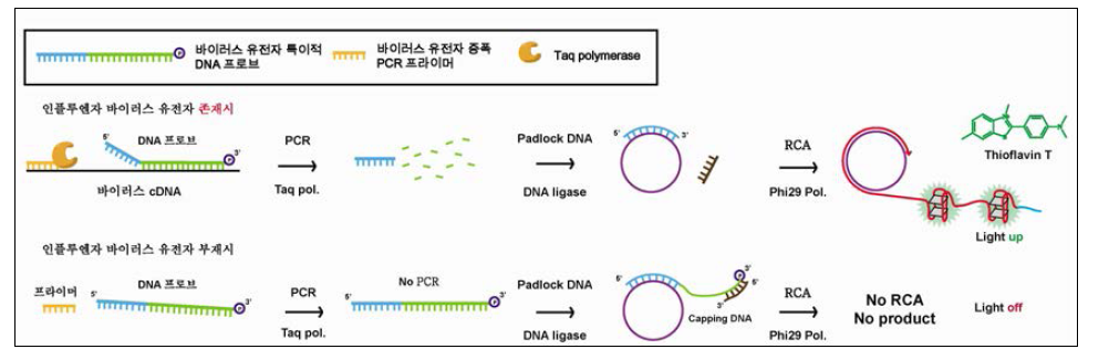 PCR과 Rolling Circle Amplification을 결합한 RNA 바이러스 유전자 고효율 증폭