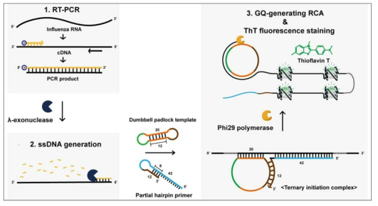 Dumbbell padlock과 partial hairpin primer, thioflavin T를 이용한 인플루엔자 바이러스 유전자 검출 전략