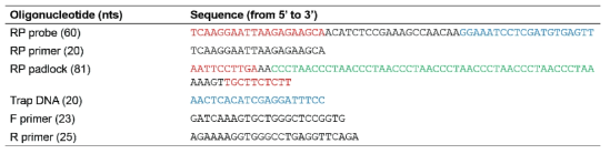RCA와 PCR을 결합한 (RP) 바이러스 RNA 검출 oligo 설계