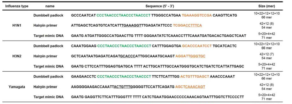 인플루엔자 바이러스 유전자 특이적 형광 검출을 위한 dumbbell padlock, hairpin primer, Target mimic DNA 설계 (4중 나선구조 : 녹색 표기, primer 결합 : 주황색 표기, hairpin 형성 : 밑줄 표기)