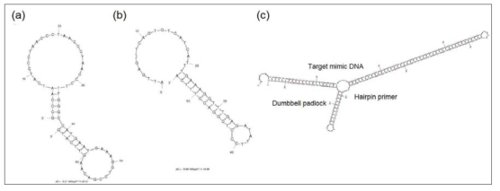 H1N1 Dumbbell padlock과 hairpin primer, target mimic DNA의 self structure 및 결합 분석