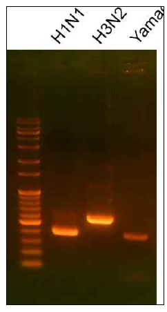 3종의 인플루엔자 바이러스 헤마글루티닌 유전자 RT-PCR 증폭 산물 확인