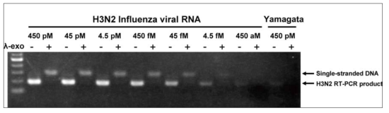 인플루엔자 바이러스 RNA 감소에 따른 RT-PCR 산물 및 단일가닥 DNA 감소
