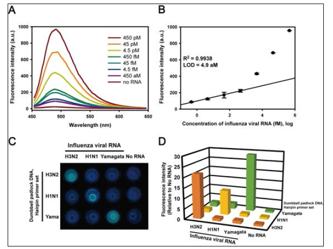 인플루엔자 바이러스 RNA 검출한계 및 특이적 형광 검출 확인